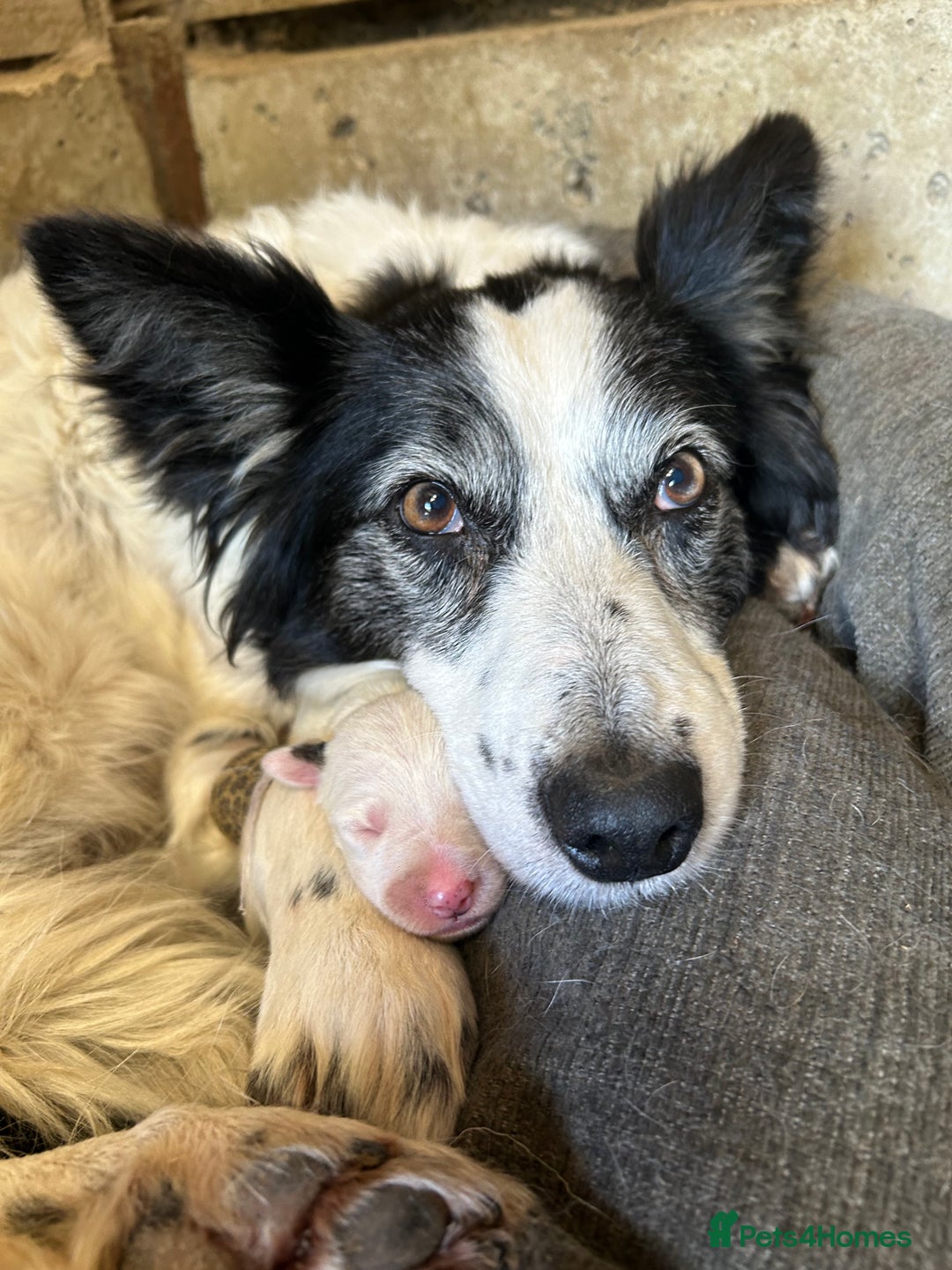 Border Collie dogs for sale: Border collie puppies.  - Image 7