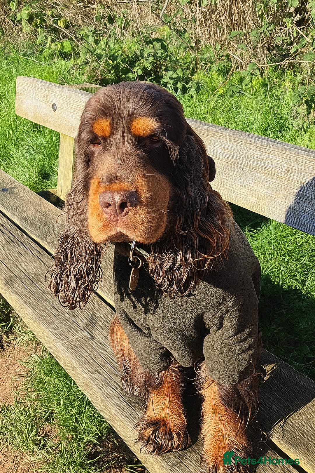 Cocker Spaniel dogs for stud: Chocolate and tan cocker stud  - Advert 13