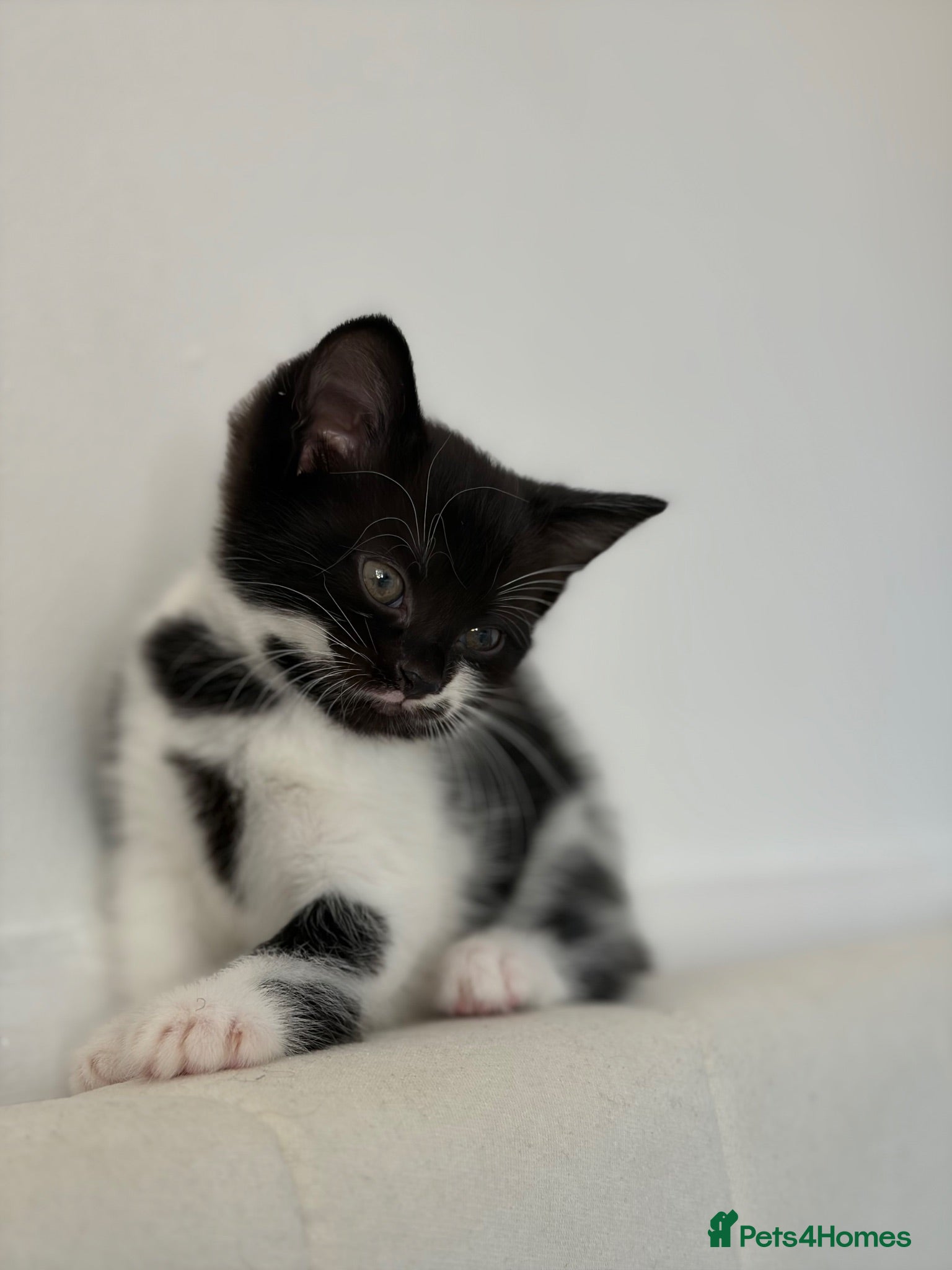 Mixed Breed cats 3 domestic kittens for sale 🐈‍⬛ - Advert 16