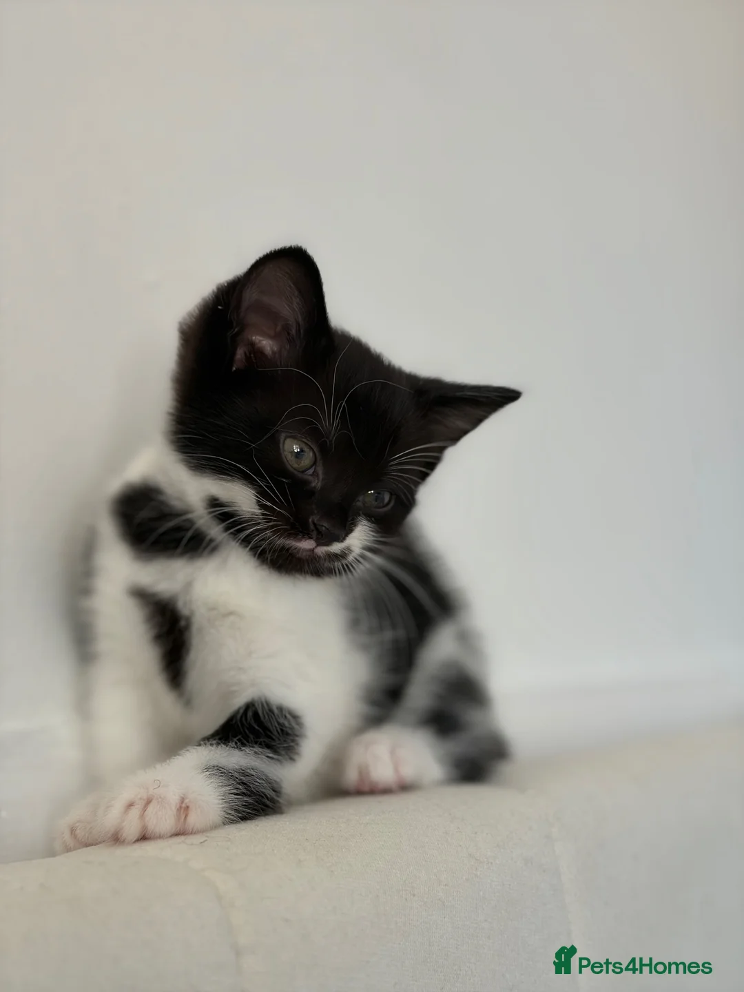 Mixed Breed cats for sale: 3 domestic kittens for sale 🐈‍⬛ in Cardiff - Advert 1