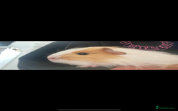Guinea Pig rodents for sale: Female guinea pigs ( bonded)  - Image 4