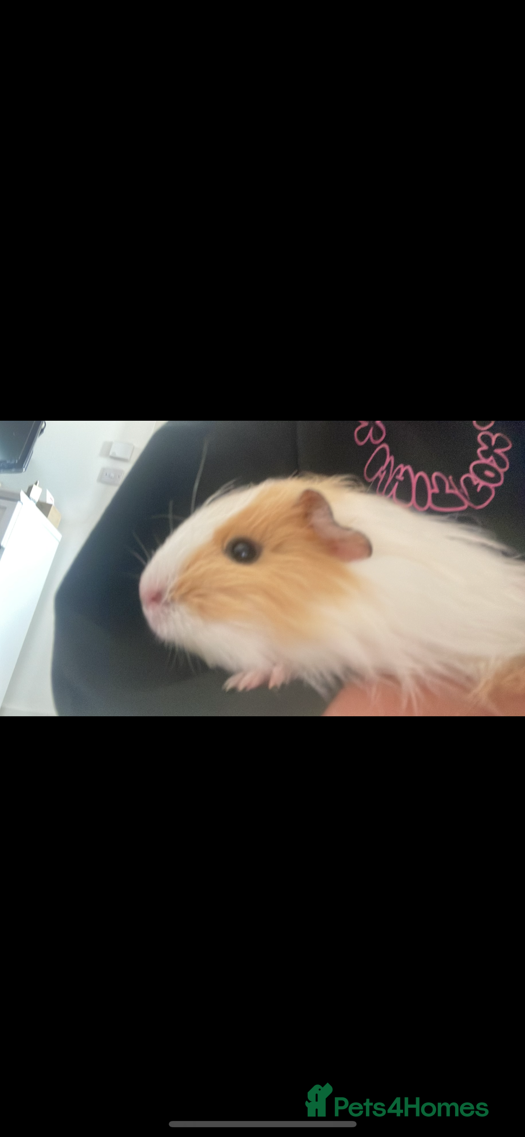 Guinea Pig rodents for sale: Female guinea pigs ( bonded)  - Image 4