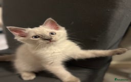 Ragdoll cats for sale: Ragdoll kitten ready to go  - Image 3