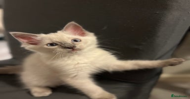 Ragdoll cats - Advert 10