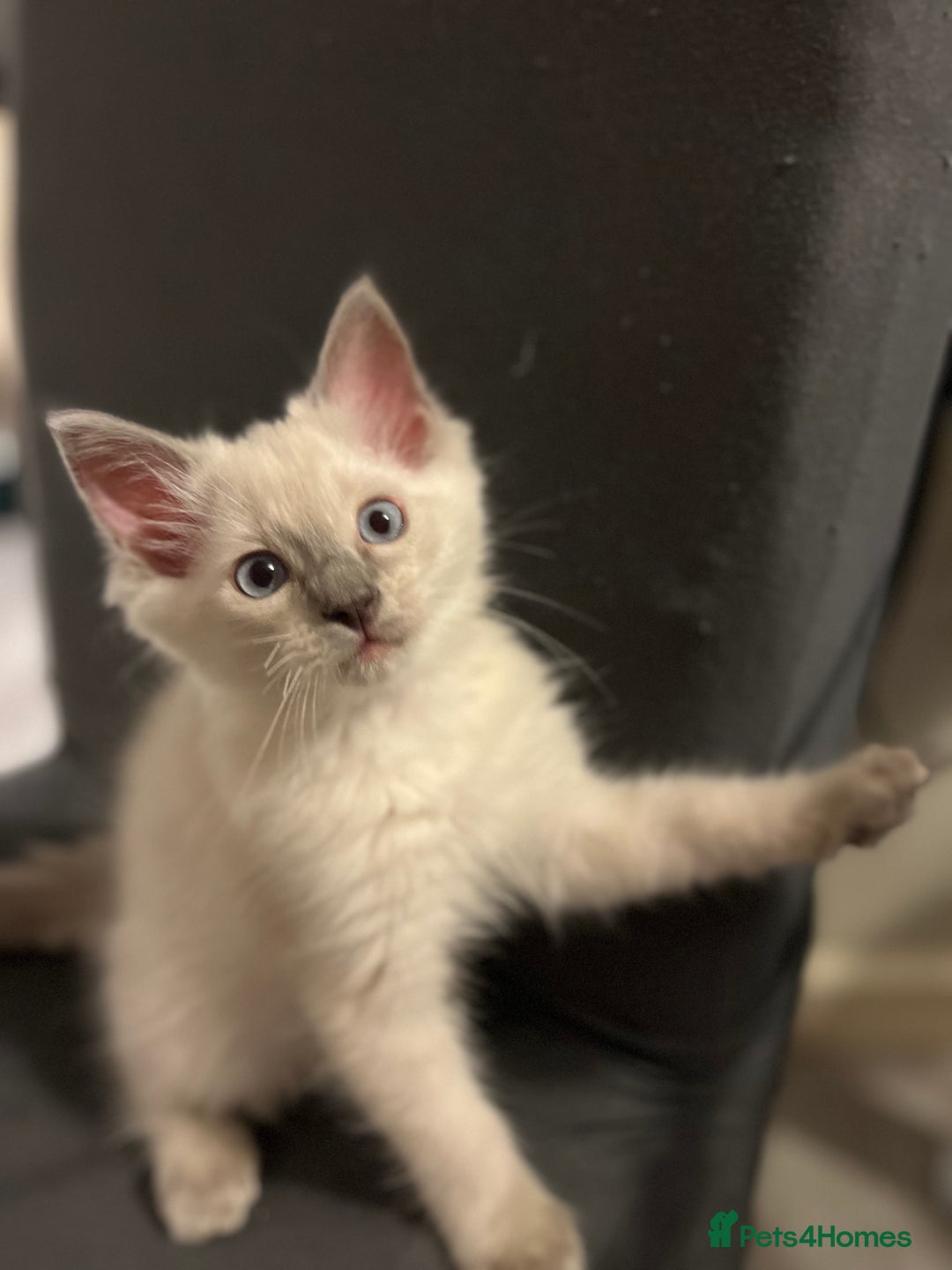 Ragdoll cats for sale: Ragdoll kitten ready to go  - Image 3