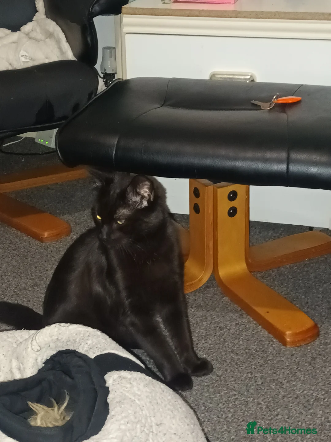 British Longhair cats for sale: Ashley  in Lichfield - Advert 1