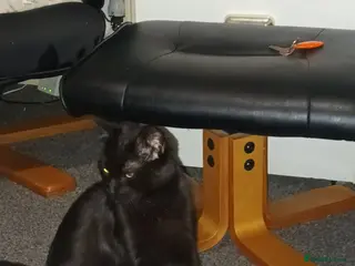 British Longhair cats Ashley in Lichfield - Advert 7