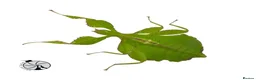Stick Insects invertebrates for sale: X2 LEAF INSECTS happy to ship :) - Advert 3