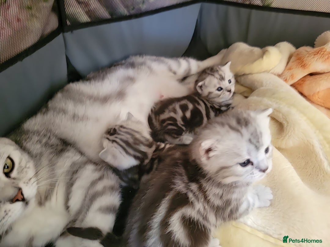 British Shorthair cats for sale: British Shorthair Silver Tabby  - Image 8