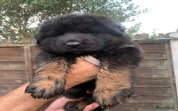 German Shepherd dogs for sale: Long Haired GSD Puppies. Only 1 boys LEFT!  - Image 35