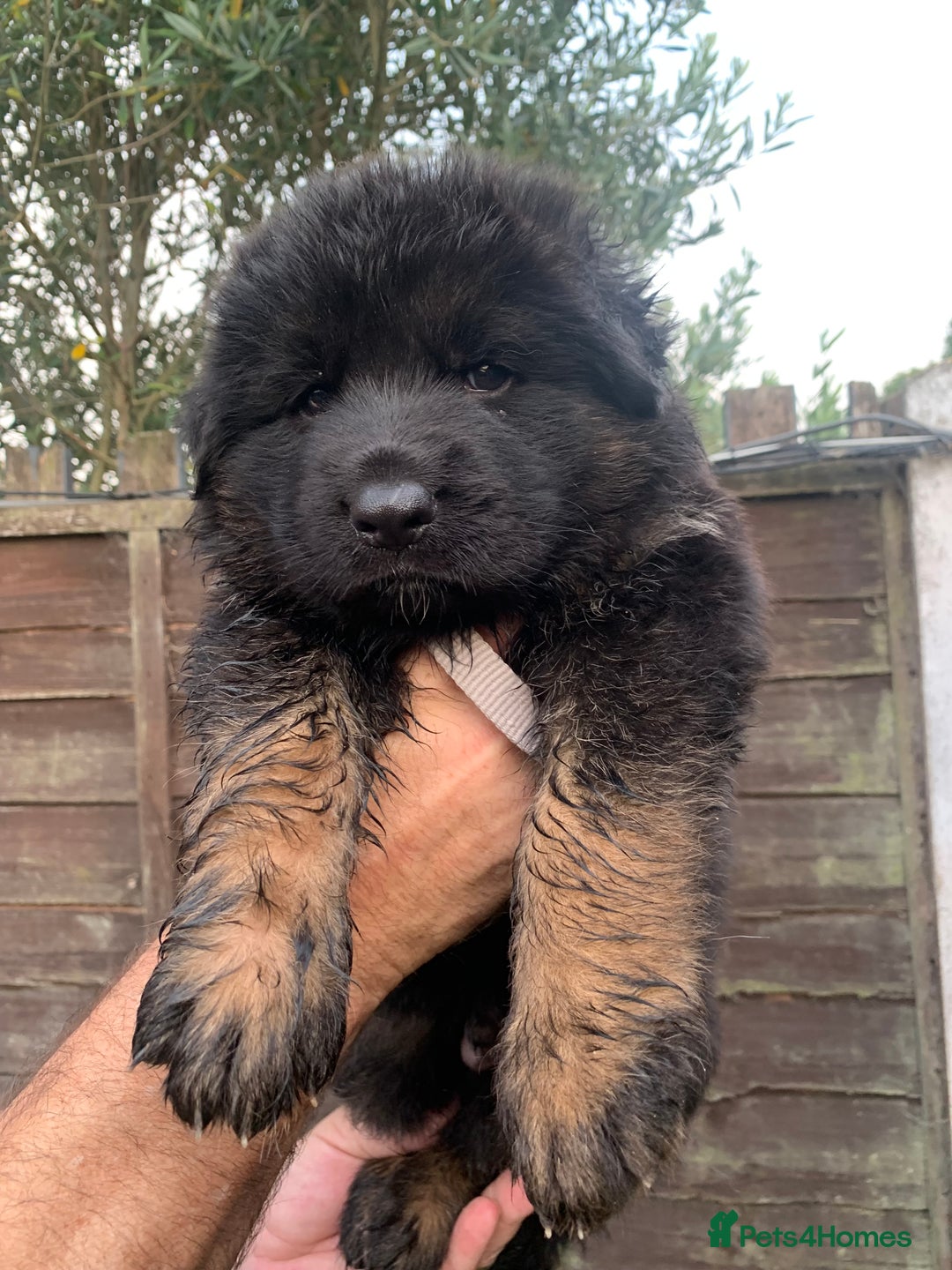 German Shepherd dogs for sale: Long Haired GSD Puppies. Only 1 boys LEFT!  - Image 35