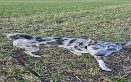 Mixed Breed dogs for adoption: STUNNING SMUDGE - Image 3