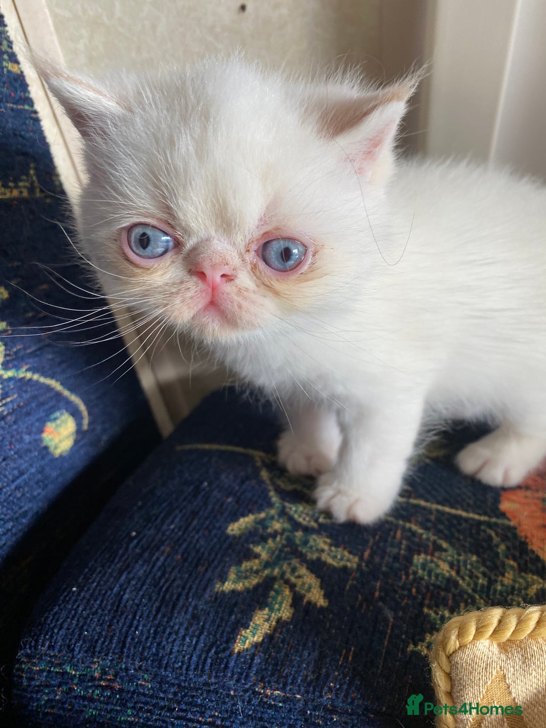 Exotic cats for sale: Outstanding exotic kittens  - Image 1
