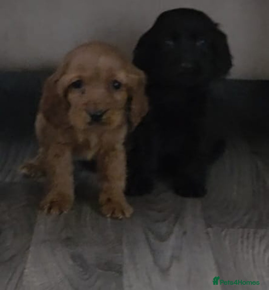 Cocker Spaniel dogs for sale: Two beautiful cocker spaniel puppies  - Advert 6