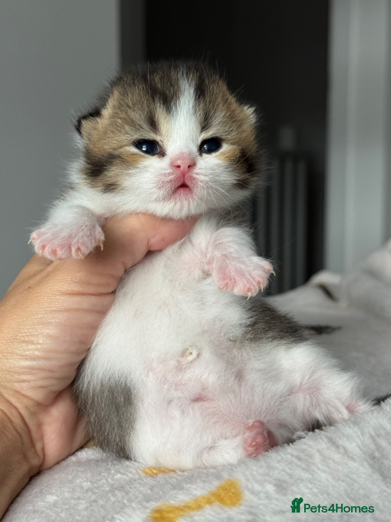 British Shorthair cats Choc/black ticked tabby white TICA reg  - Advert 7