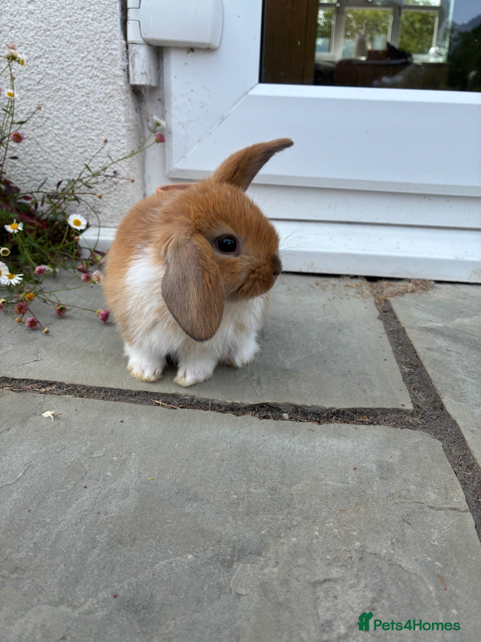Mini Lop rabbits Gorgeous mini lops    - Advert 1
