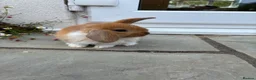 Mini Lop rabbits for sale: Gorgeous mini lops    in Bewdley - Advert 1