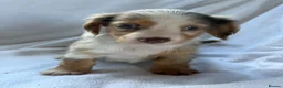 Miniature Dachshund dogs for sale: 2 beautiful dapple girls  - Advert 8