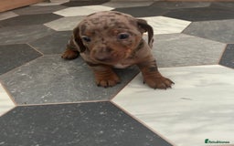 Dachshund dogs for sale: Miniature Dachshund 🐾 - Image 15