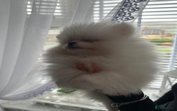 Pomeranian dogs for sale: Quality Pomeranian girls ready NOW ❤ - Image 5