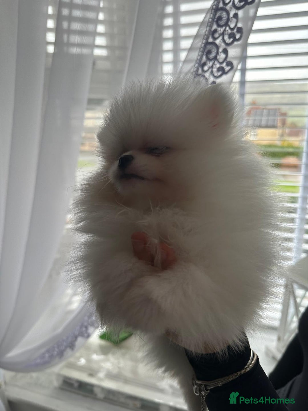 Pomeranian dogs for sale: Quality Pomeranian girls ready NOW ❤ - Image 5