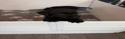 Labrador Retriever dogs for sale: Black Labrador pups boys and girls - Advert 11