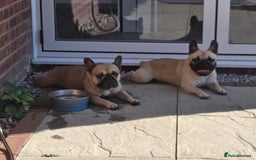 Mixed Breed dogs for sale: *UPDATE* 3x purebred dogs for rehoming - Image 6