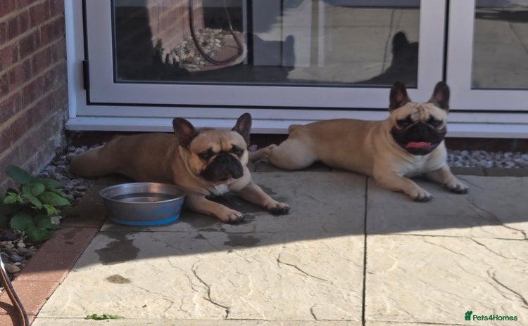 Mixed Breed dogs - Advert 5