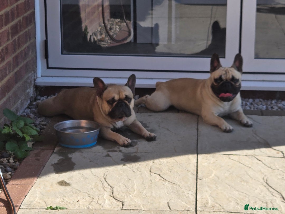 Mixed Breed dogs for sale: *UPDATE* 3x purebred dogs for rehoming - Image 6