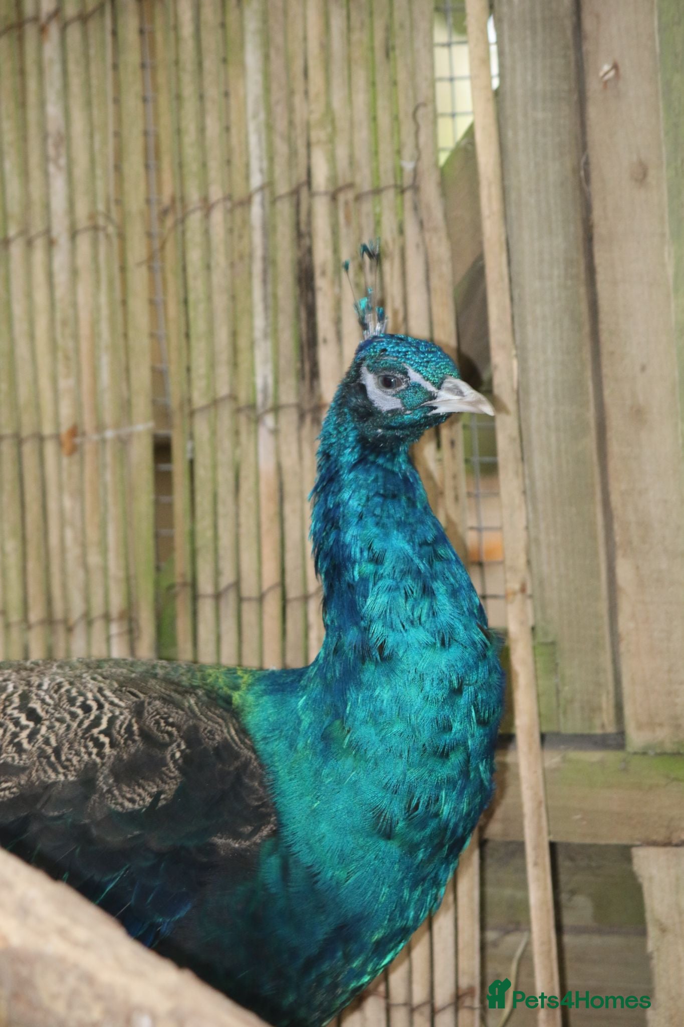 Peafowl poultry 2 Pairs of Indian Blue Peafowl - Advert 8