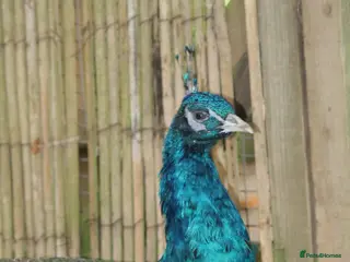 Peafowl poultry 2 Pairs of Indian Blue Peafowl - Advert 8