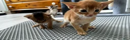 Abyssinian cats for sale: Abyssinian kittens  - Advert 15