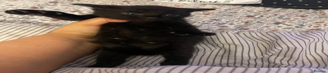 British Longhair Kitten 3