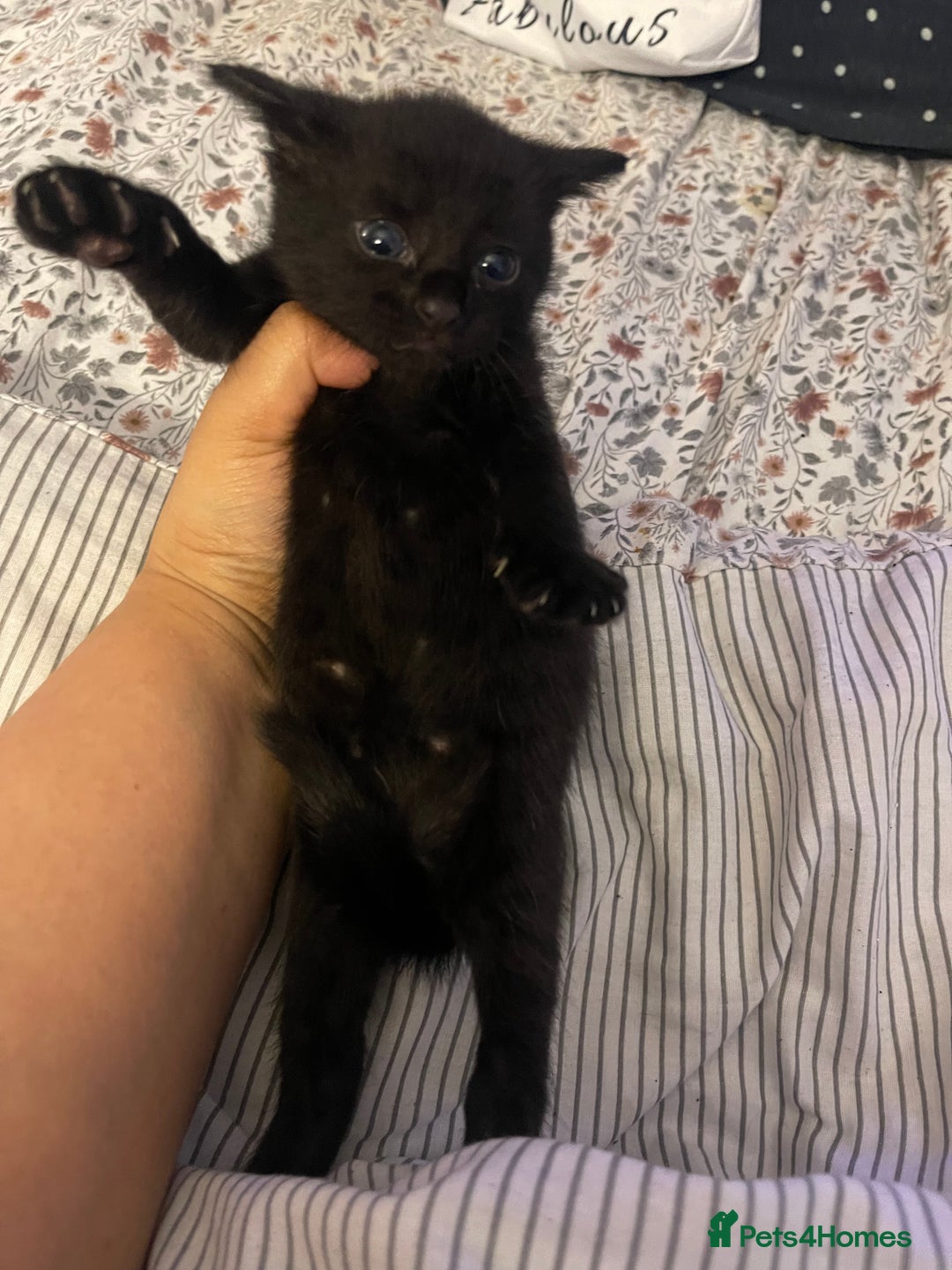 British Longhair cats for sale: 5 Adorable Kittens. Playful & Cute - Image 7