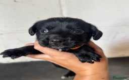 Springador dogs for sale: Beautiful springador puppies ready now - Image 5