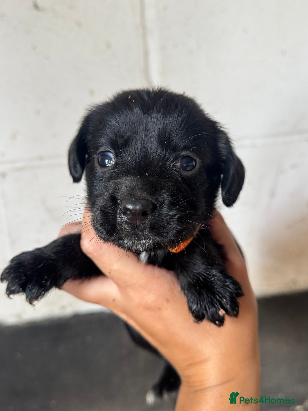 Springador dogs for sale: Beautiful springador puppies ready now - Image 5