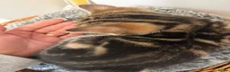 Domestic Shorthair cats for sale: 🐾✨ BEAUTIFUL RARE CALICO/TIGER PATTERN BOYS ✨🐾 - Advert 7