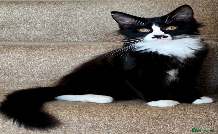 Mixed Breed cats - Advert 4