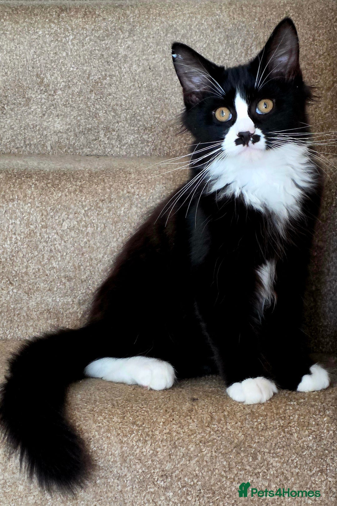 Mixed Breed cats for sale: 4 Maine Coon X Kittens Ready To Leave!!! - Image 7