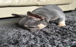 French Bulldog dogs for sale: *READY TO LEAVE* stunning lilac/tan girl frenchie - Image 23