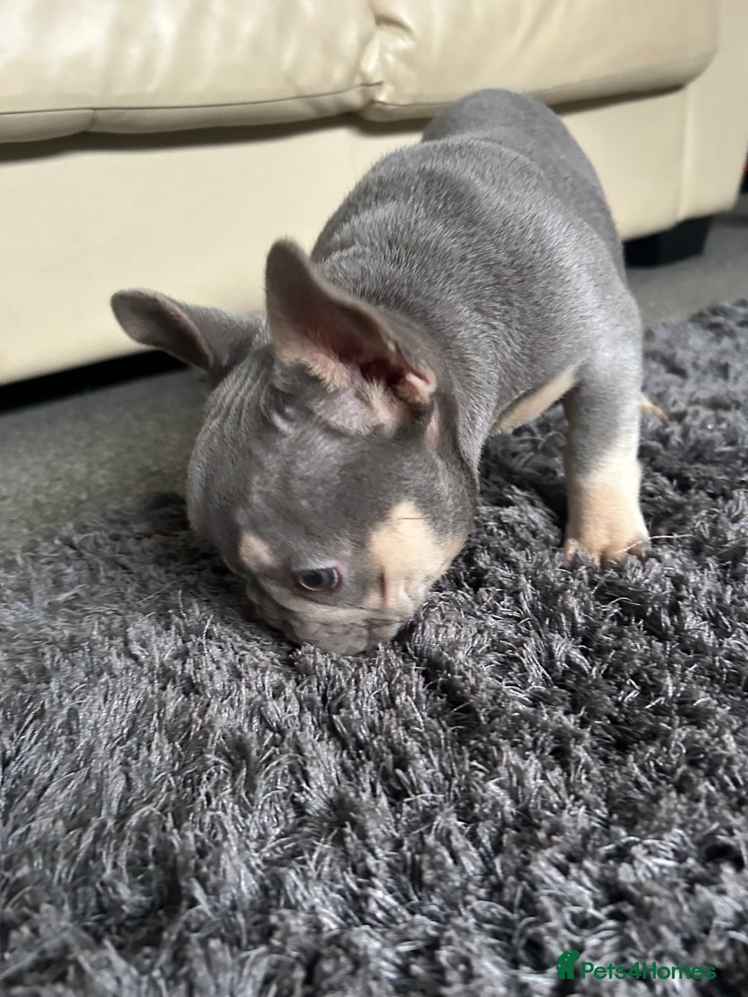 French Bulldog dogs for sale: *READY TO LEAVE* stunning lilac/tan girl frenchie - Image 23