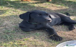 Labrador Retriever dogs for sale: 🐾Ready Now🐾Black Male FTCH Pedigree Forward Pups - Image 1