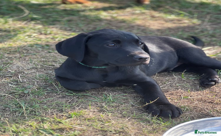 Labrador Retriever dogs - Advert 3