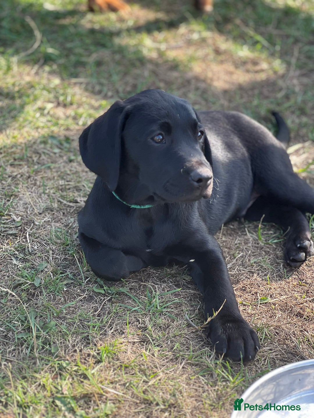 Labrador Retriever dogs for sale: 🐾Ready Now🐾Black Male FTCH Pedigree Forward Pups - Image 1