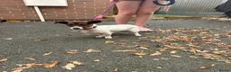 Jack Russell dogs for sale: Jack russell - Advert 3
