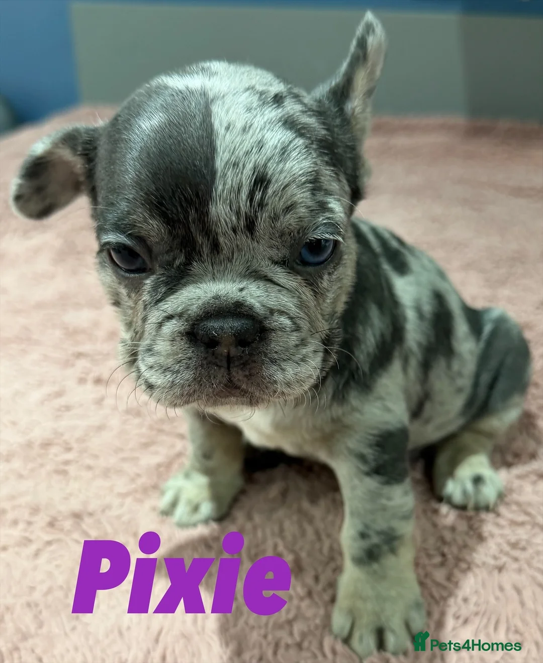 French Bulldog dogs for sale: French bulldog puppies - ready end of feb - Advert 3