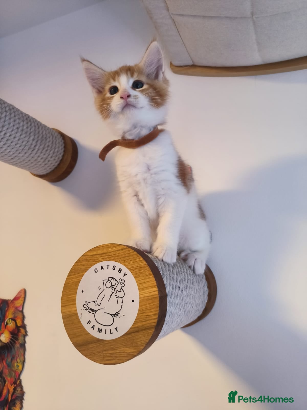 Maine Coon cats Maine coon MIX kittens  - Advert 2
