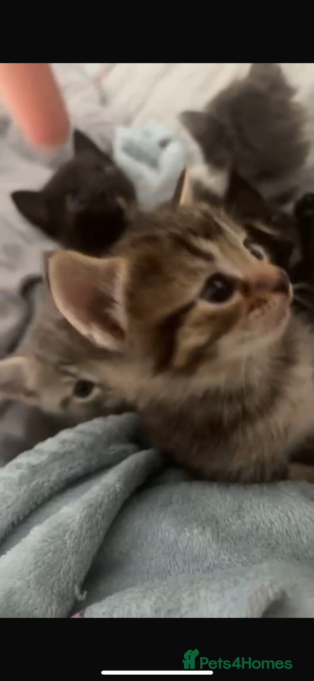 Mixed Breed cats for sale: 3 stunning unique kittens - Image 13