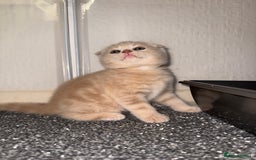 Scottish Fold cats for sale: 3 Adorable Scottish Fold Kittens🩷💙🩷 - Image 23