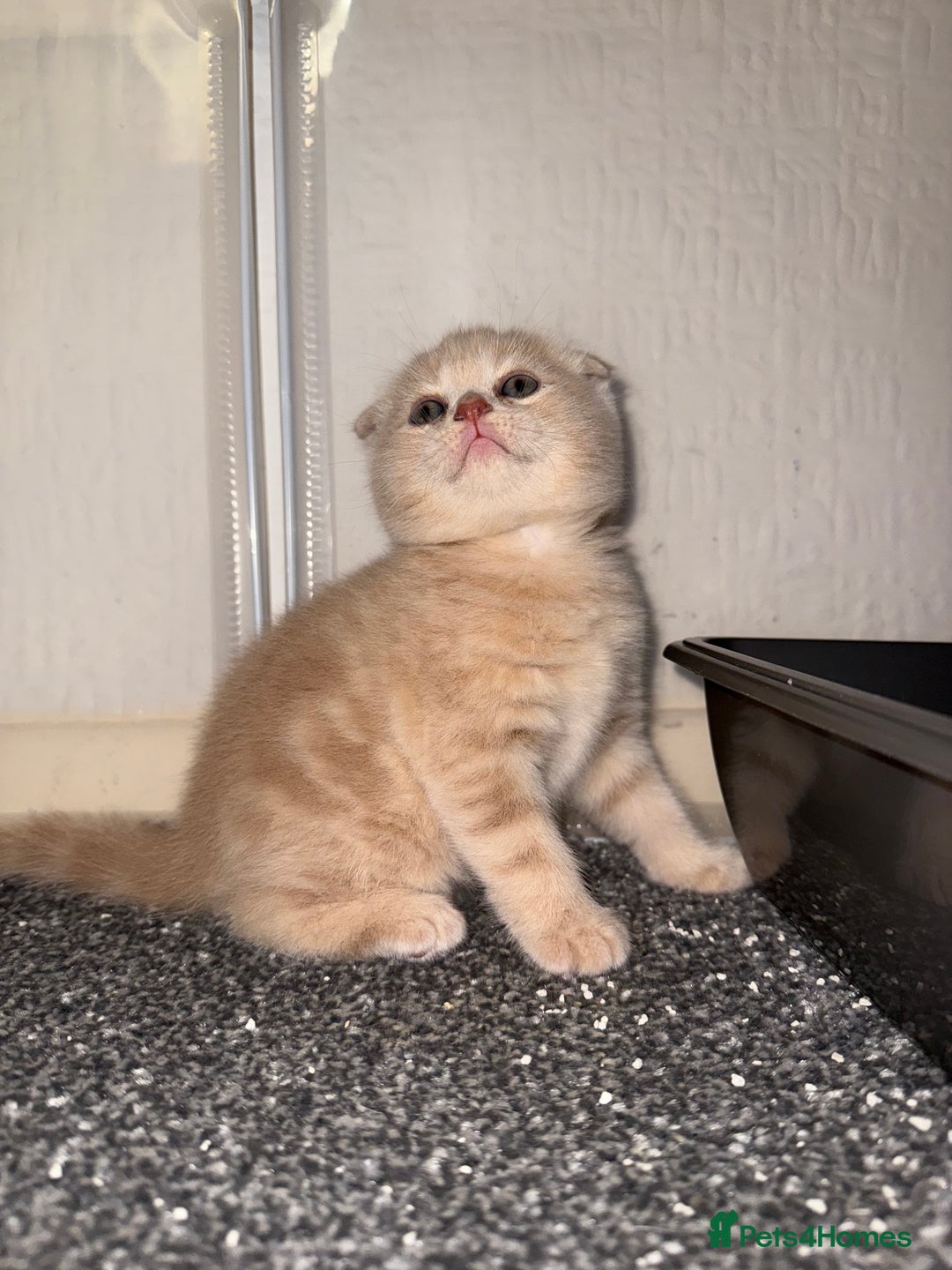 Scottish Fold cats for sale: 3 Adorable Scottish Fold Kittens🩷💙🩷 - Image 23